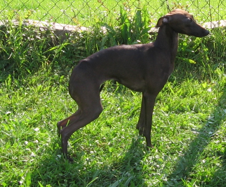talata Juliana